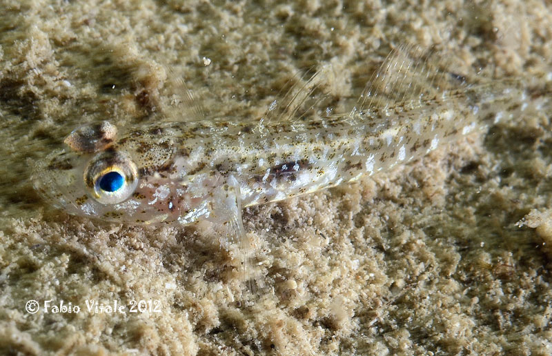 juvenile Gobius sp.